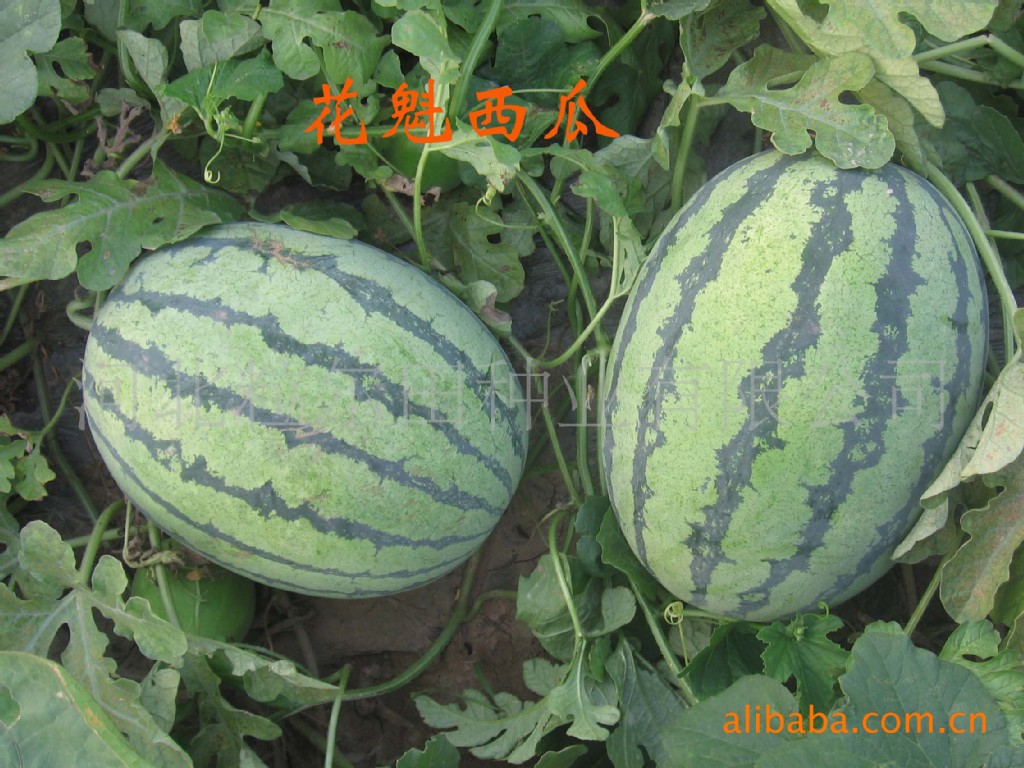 【供应蔬菜种子优质西甜瓜种子粒尔田花魁西瓜