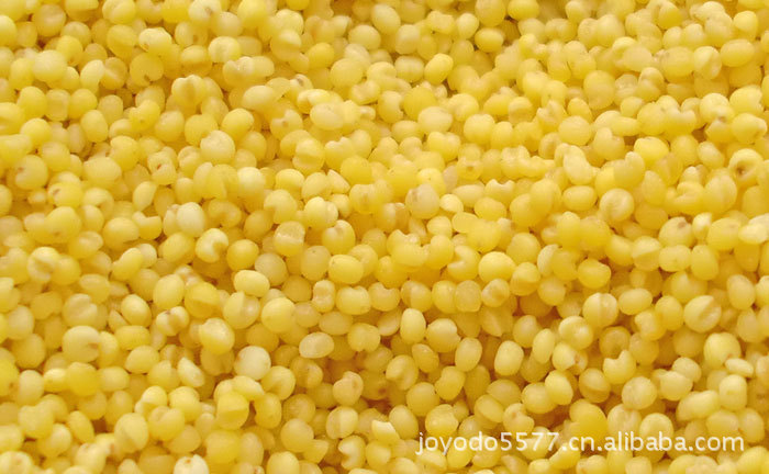 五谷达人 有机黄小米图片,五谷达人 有机黄小米