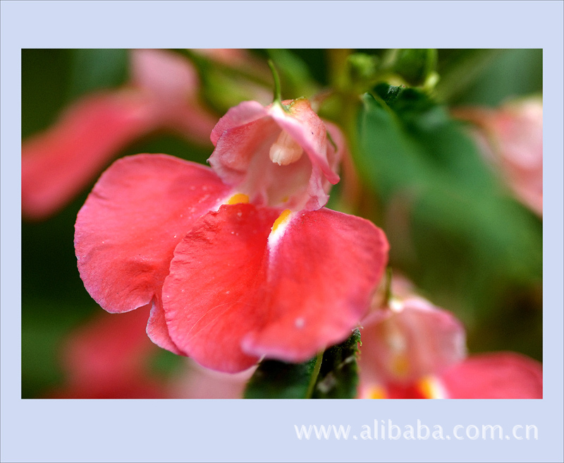 本产品不含<em>人体有害</em>的化学成份,长期使用,可以