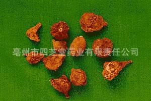 中药材 山慈菇 毛慈菇,茅慈菇,冰球子,泥宾子