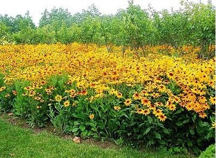 产地批发菊花种子:进口野花组合种子,金鸡菊,波斯菊,天人菊等