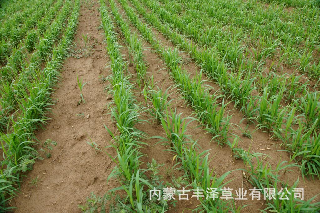 【8月夏产 新品种饲用谷草 鲜嫩收割,预订从速】价格,厂家,图片,饲料,内蒙古丰泽草业有限公司-马可波罗网