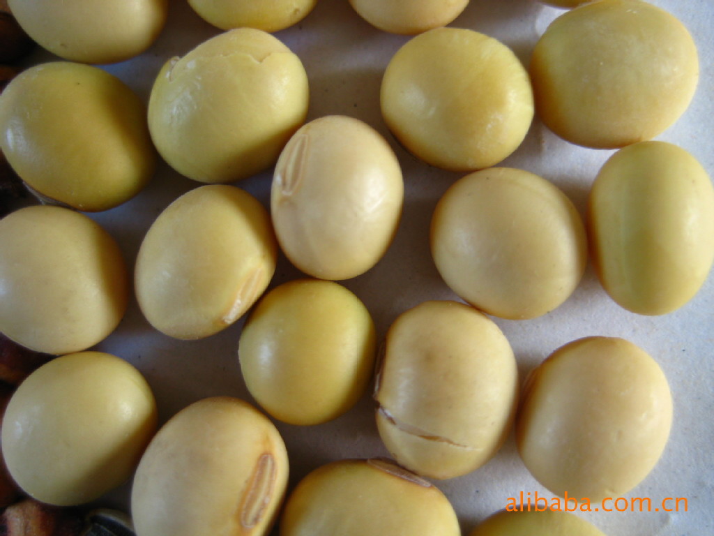 【高蛋白大黄豆】价格,厂家,图片,豆类作物,河北