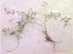 藤本月季两年苗三年苗