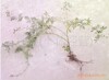 藤本月季两年苗三年苗
