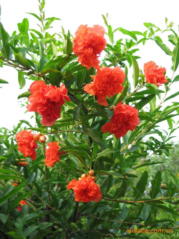 【基地直销】供应优质花卉苗木日本樱花、花石榴、果石榴、黄栌、