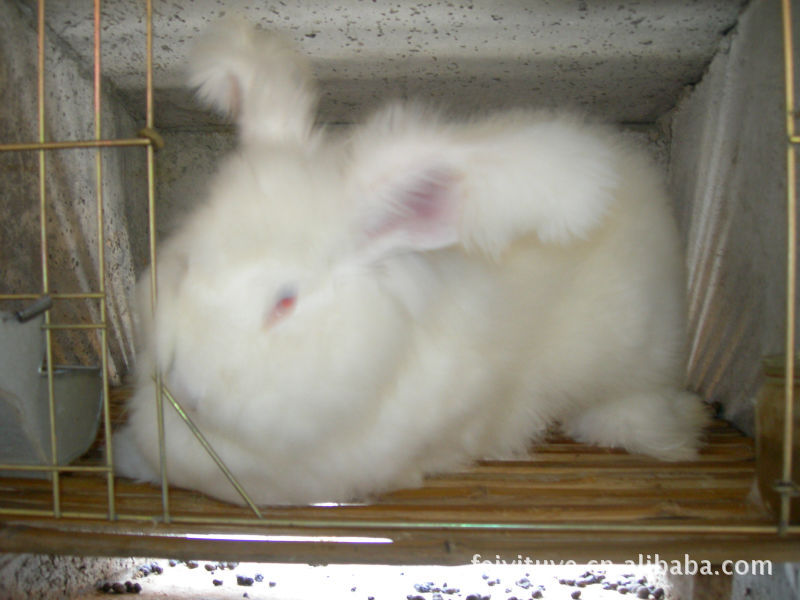 长毛兔兔毛价格及生产厂家[嵊州市飞逸兔业养