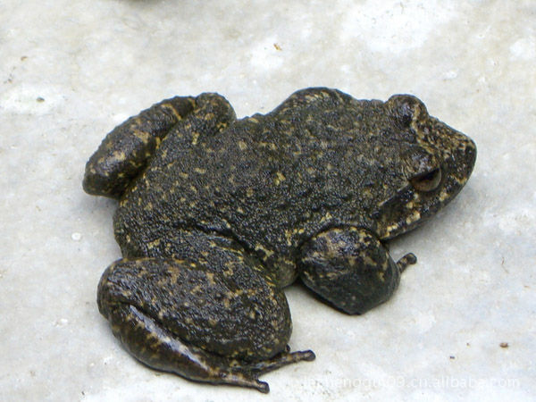 供应石蛙 原生态石蛙