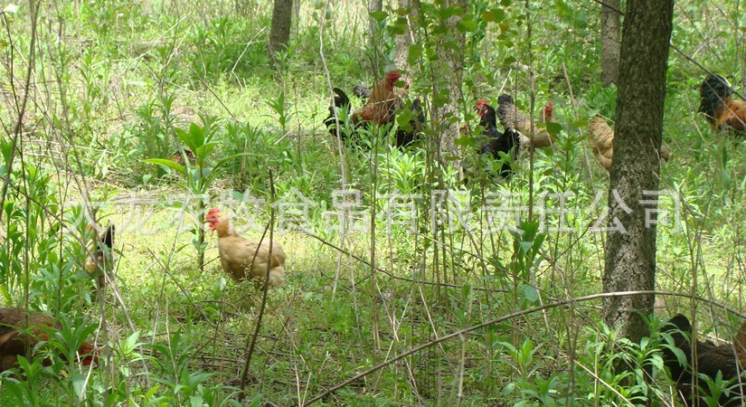 西黄土鸡 绿色 天然 无污染 江南水乡特养图片,
