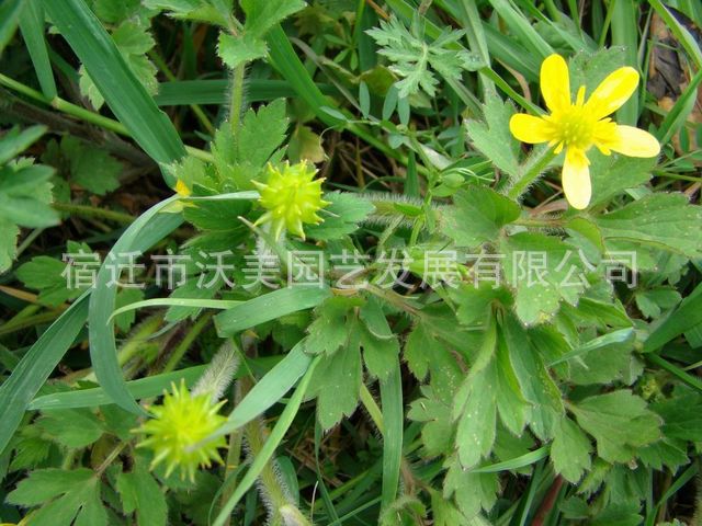 供应毛茛,毛莨苗,别名老虎脚爪草,毛芹菜,花毛茛,野芹菜