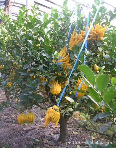 【金佛手苗 种苗 盆景 苗木 果树盆景 花木盆景