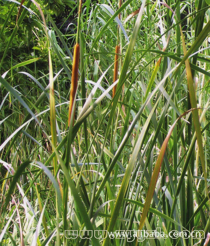 吉林省大安市蒲绒销售基地图片,吉林省大安市蒲绒销售基地图片大全,吉林省大安市安广玉龙笤帚糜子专业合作社-1-马可波罗网