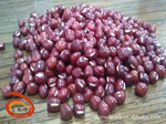 厂家直供【东北珍珠红小豆】 用心抛光筛选