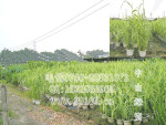 花叶芦苇 批发供应水生绿化植物 芦苇价格 基地直销中山绿资园艺