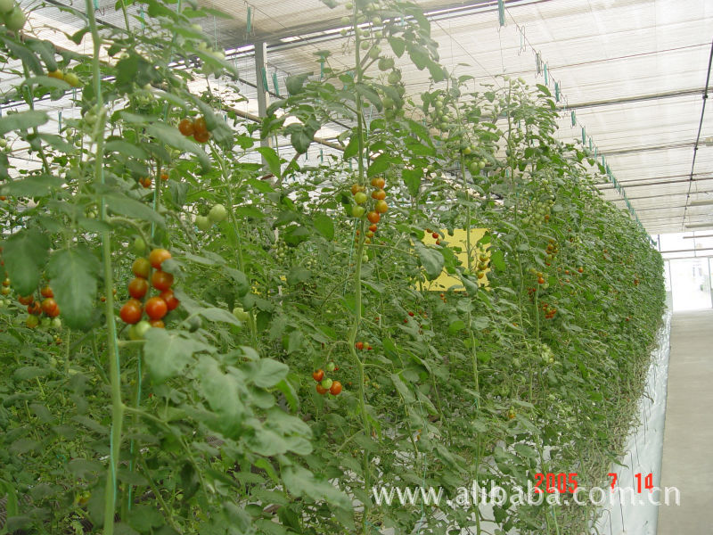 众多主管福利领导走进杨凌绿阳礼品菜