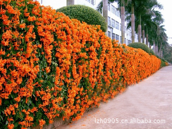 园林绿化苗木 花期较长,花墙,铺地绿化【炮仗花】