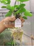 ������Ӧ �޻����� Ʒ�ֶ� ����ֱ��