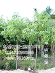 供应 木棉 (攀枝花 红棉树 英雄树)(图) 规格齐全 乔木袋苗假植苗