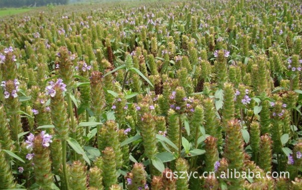 【中草药 夏枯球 量大从优】价格,厂家,图片,植物中药材,制衣厂-马可波罗网