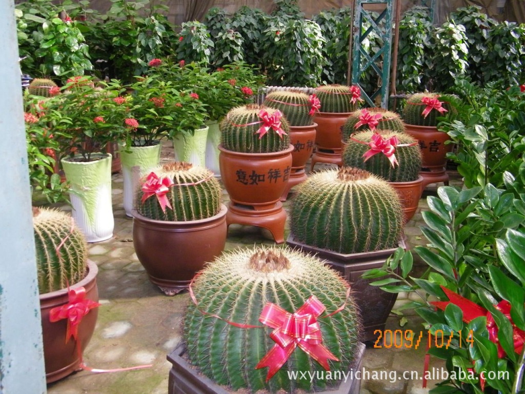 无锡40亩苗圃大棚 欢迎全国各地花卉批发商加