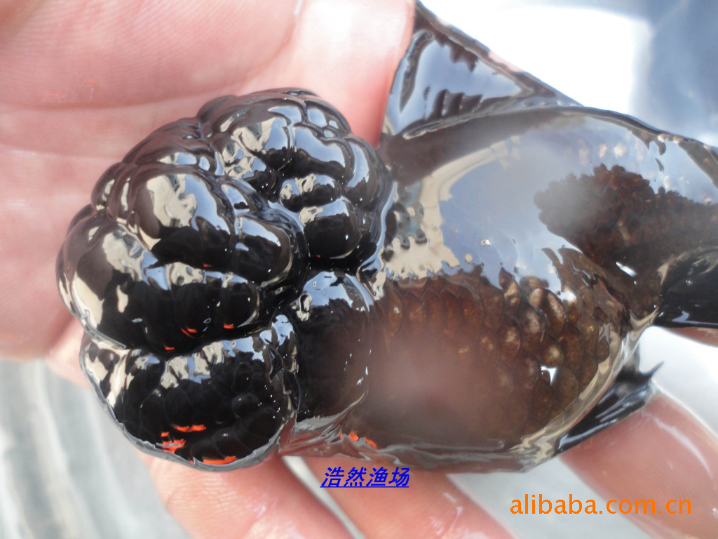 鱼类-金鱼观赏鱼淡水鱼鱼苗徐州金鱼金鱼养殖