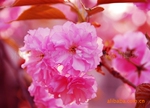 ��Ӧ ӣ�� ����ӣ�� �ձ�ӣ�� ��ӣ