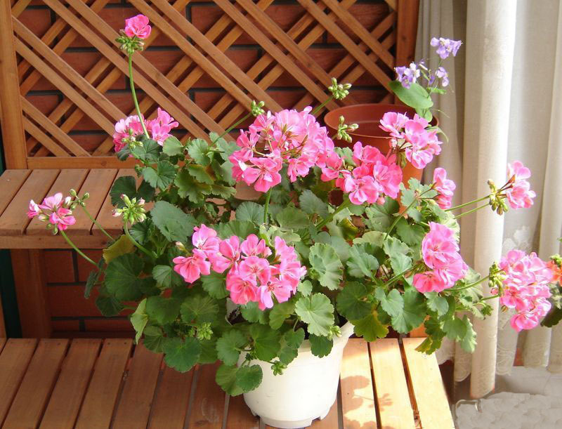 台湾制造家用电位治疗器 高电位治疗仪 进口 高