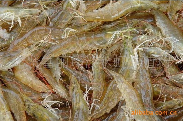 【奉贤南美白对虾 淡水养殖】价格,厂家,图片,虾
