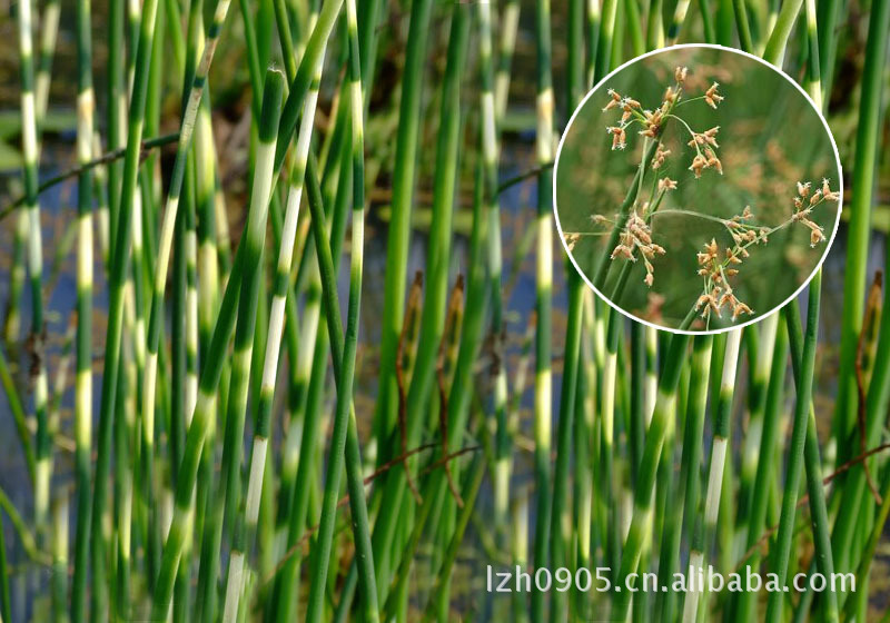 园林绿化苗木 花叶水葱 多年生宿根挺水草本植物