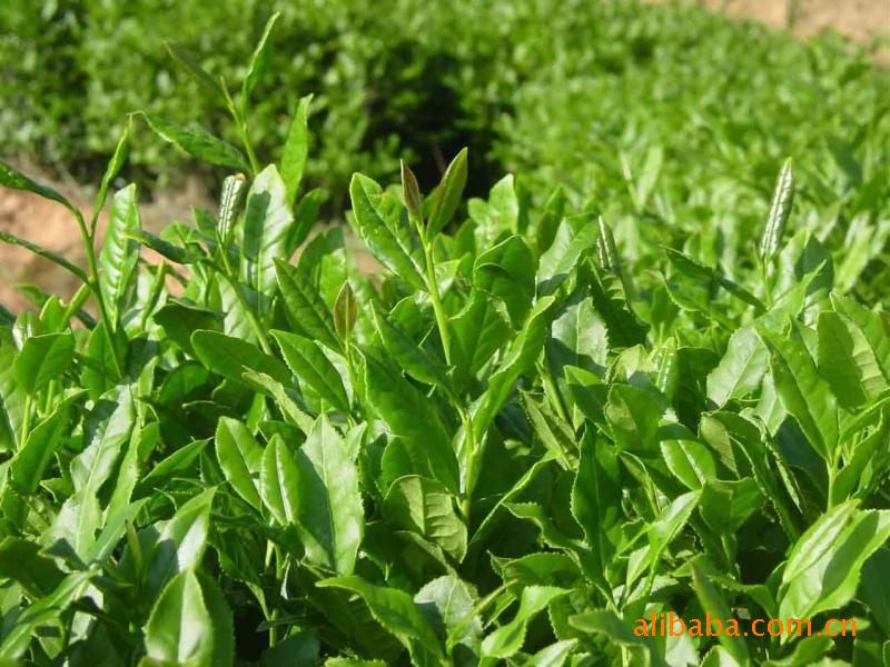 【安溪浓香型铁观音包装、散装茶叶 零售批发