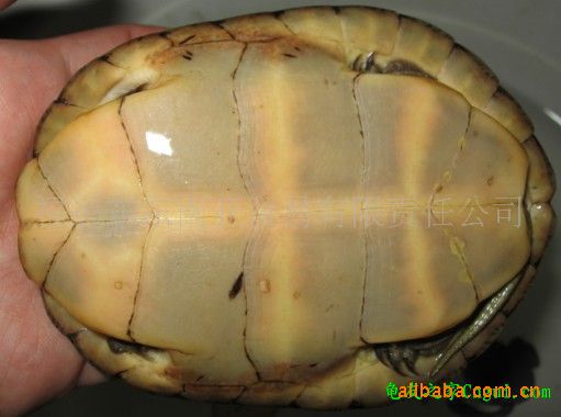 宠物 龟 眼斑水龟】价格,厂家,图片,其他宠物