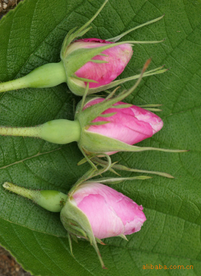 种苗、种子、种球-供应法国千叶玫瑰香水玫瑰