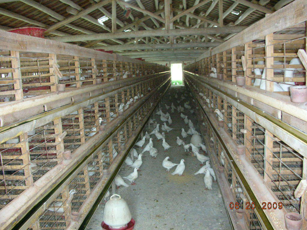 【供应我常年自己养的质量保障老龄肉鸽子】价