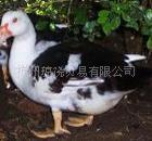 ��Ӧ���ϼλ�Ѽ