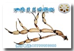 供应莲藕种——马口白莲(原种)