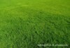 �����ͼ�̤��ƺ������é ����̲�ƺ��