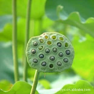 【荷塘莲花种子 莲藕种子 荷花种子】价格,厂家