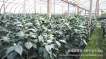 赤丹茶花、千里香茶花盆景基地批发,欢迎参观咨询洽谈