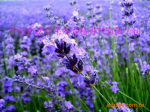 ��Ӧ޹�²��㾫--�ջ��㾫