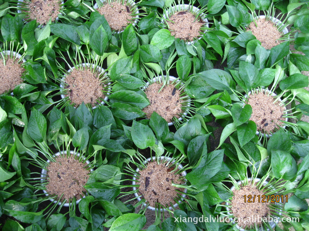 湘达牌绿萝大型基地质量保证出售优质产品图片