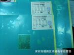 长期供应台湾晶元光电紫光芯片