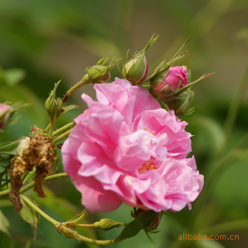 供应法国千叶玫瑰 香水玫瑰种苗---诚信通十年