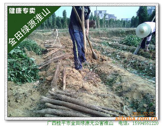 挖绿源淮山 