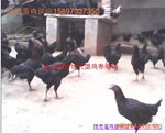 ��Ӧ�̿ǵ�����