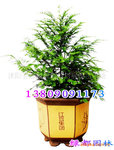 ��Ӧ���ʸ�10-50-100cm�춹ɼ(ͼ)