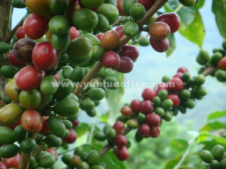 所有图片均系云潞咖啡原创作品，请勿抄袭盗用 