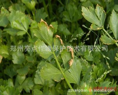 zhengzhouliangdianzuowubaohujishuyouxiangongsi  芹菜叶斑 郑州