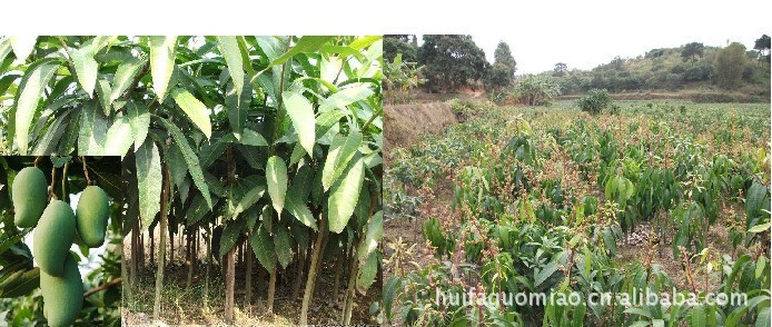 芒果-大量供应 新鲜芒果水果 灌头水果 批发 一