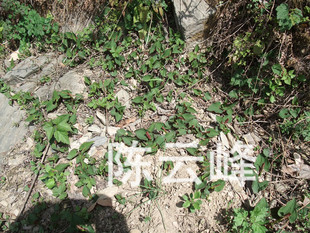 植物原药材-野生鱼腥草-植物原药材尽在阿里巴