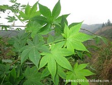 甜茶叶茶多酚_甜茶叶茶多酚批发_甜茶叶茶多酚供应_阿里巴巴